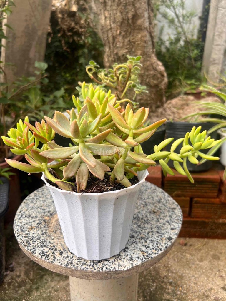 Фото 3: Очиток (Sedum)