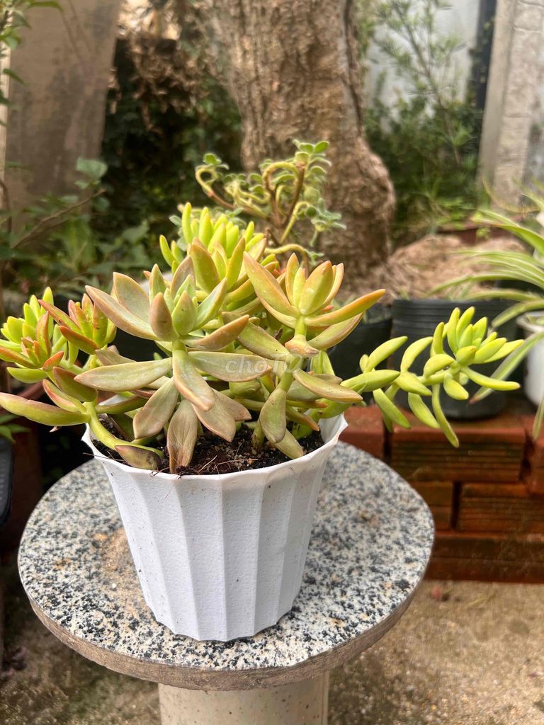 Фото 2: Очиток (Sedum)