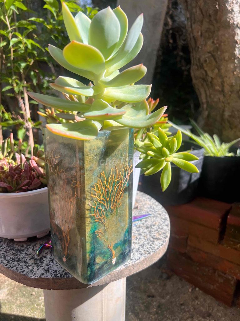 Фото 3: Японский очиток с горшком